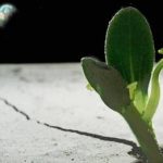 2042926189833257837-500x261-1